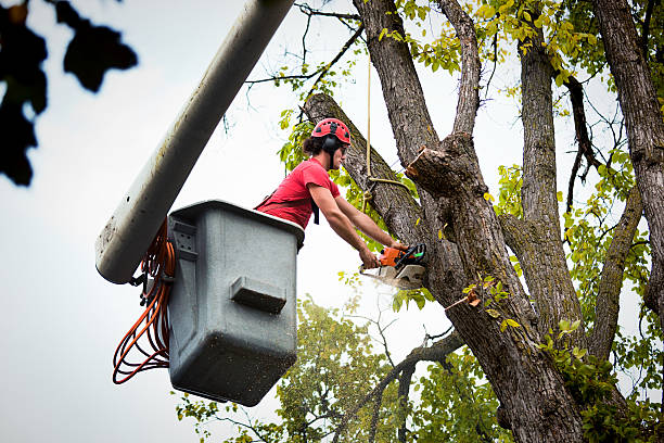 Best Local Tree Services  in Crocker, WA